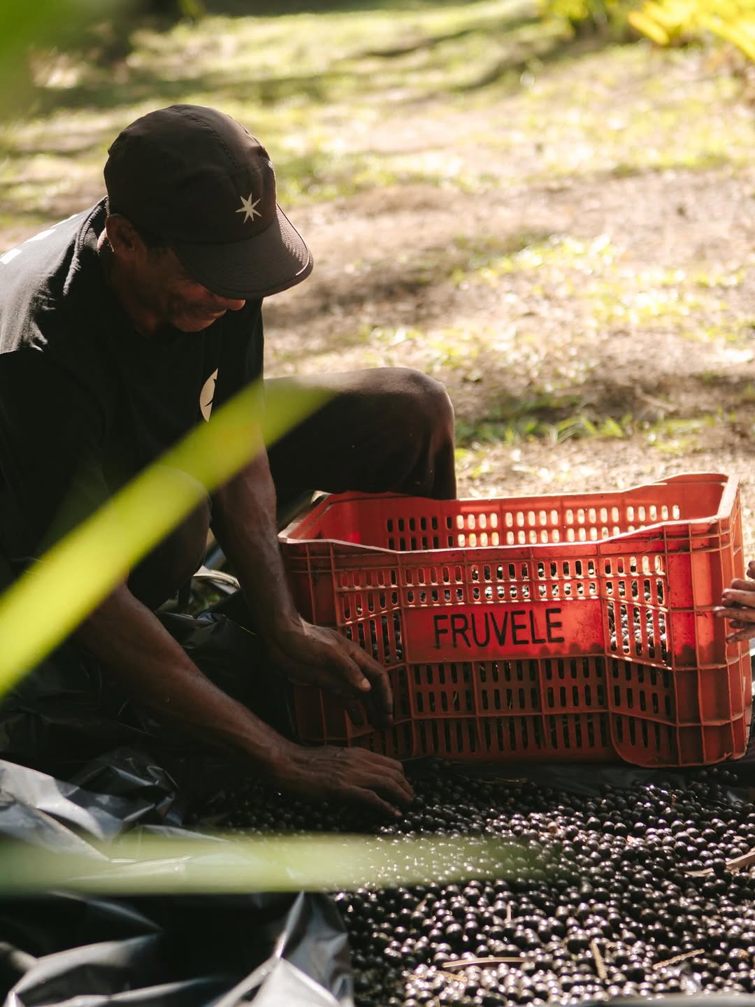 Homem colhendo acai com caixa FRUVELE e chapeu com estrela Labareda