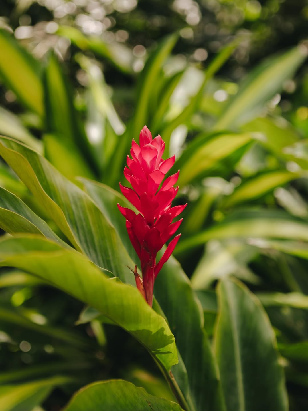 Flor alpinia vermelha em meio a folhagem verde tropical